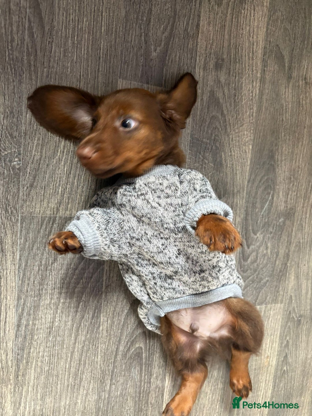 Miniature Dachshund dogs for sale: Stunning minature dachshund puppies - Image 36