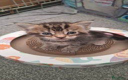 Mixed Breed cats for sale: 3 fluff balls looking for forever homes  - Image 4