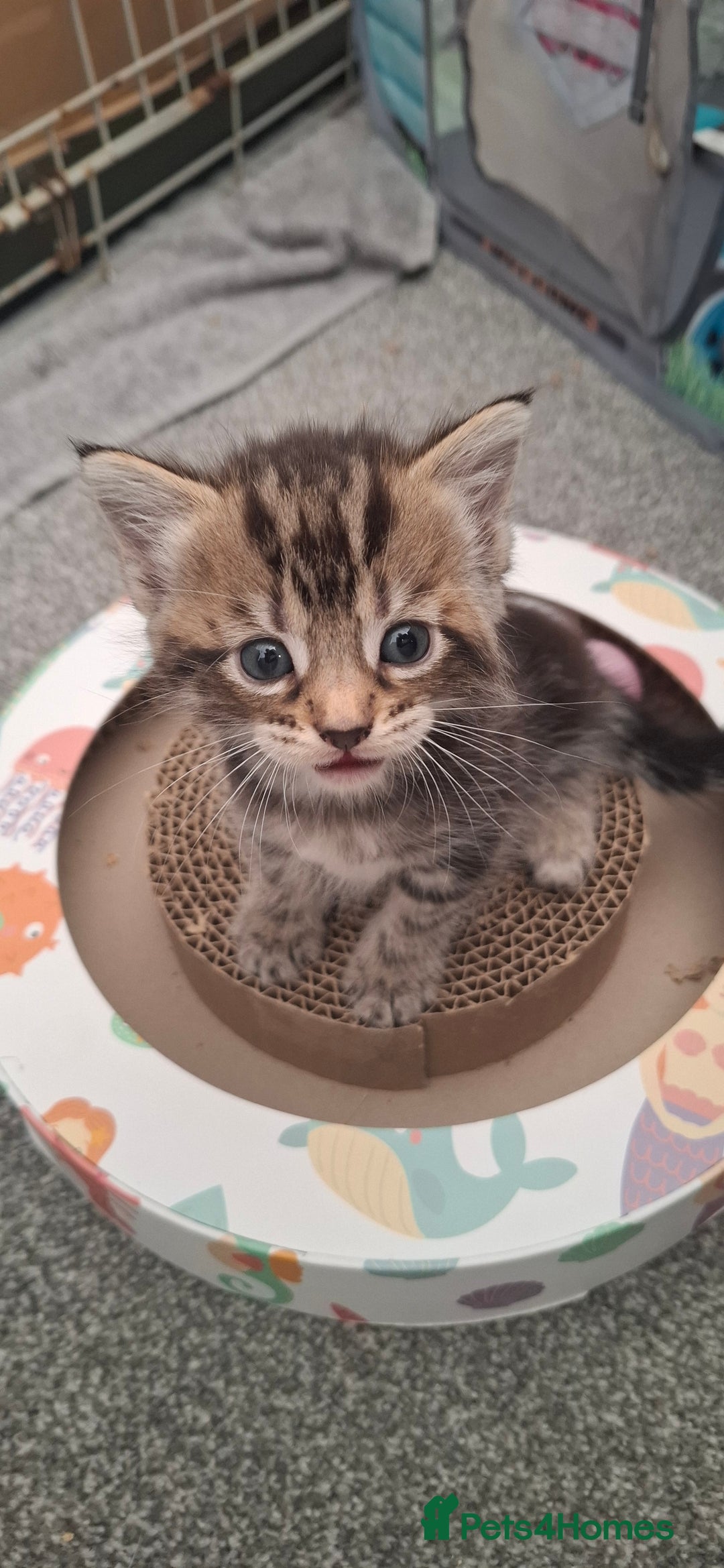 Mixed Breed cats for sale: 3 fluff balls looking for forever homes  - Image 4