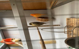 Canaries birds for sale: Canaries and finches  - Image 13