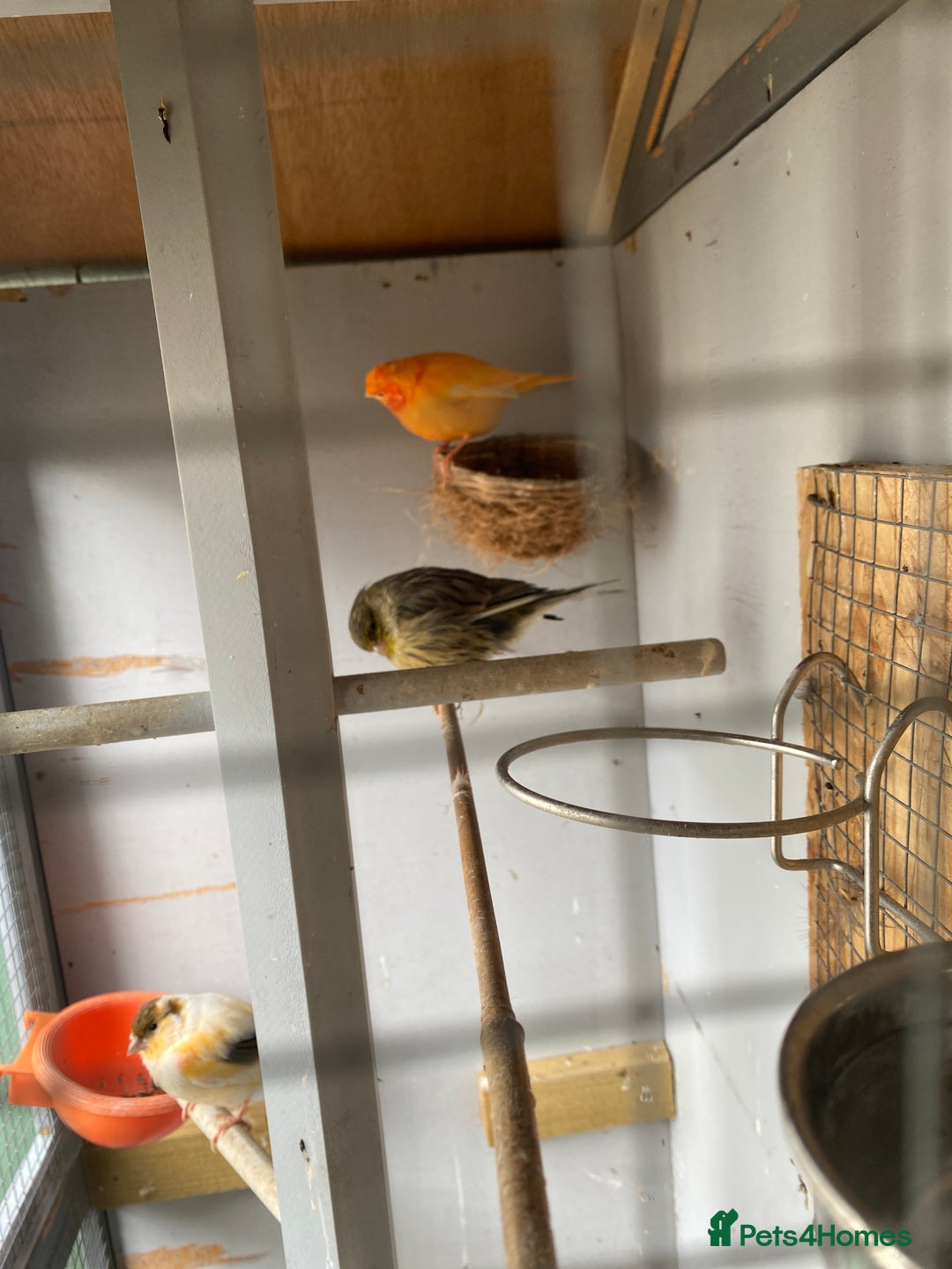 Canaries birds for sale: Canaries and finches  - Image 13