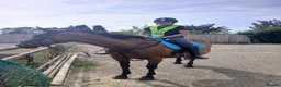 Irish Thoroughbred horses for sale: BAY MARE 15'2 MIDDLEWEIGHT TB  - Advert 2