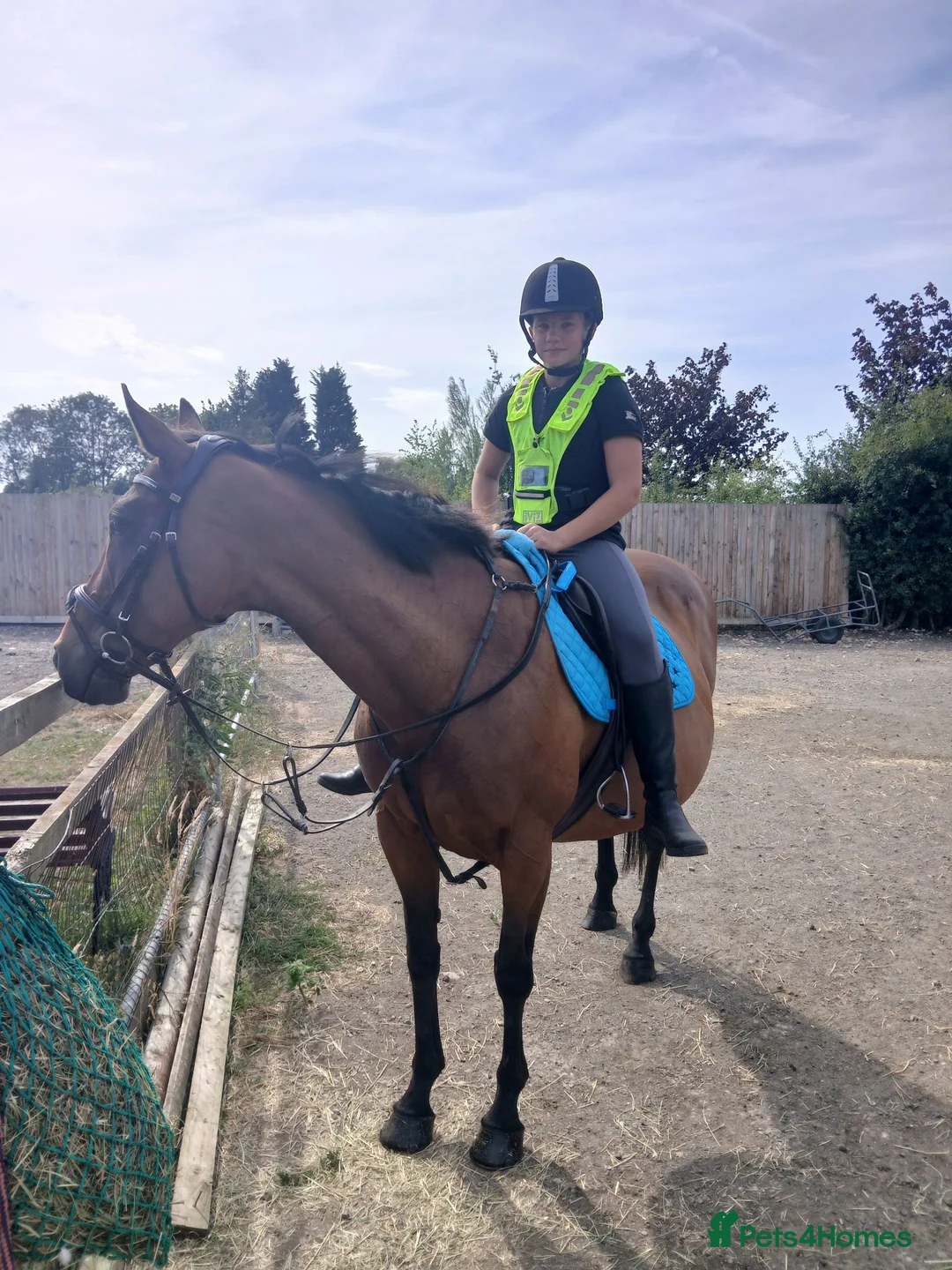 Irish Thoroughbred horses for sale: BAY MARE 15'2 MIDDLEWEIGHT TB  - Advert 2