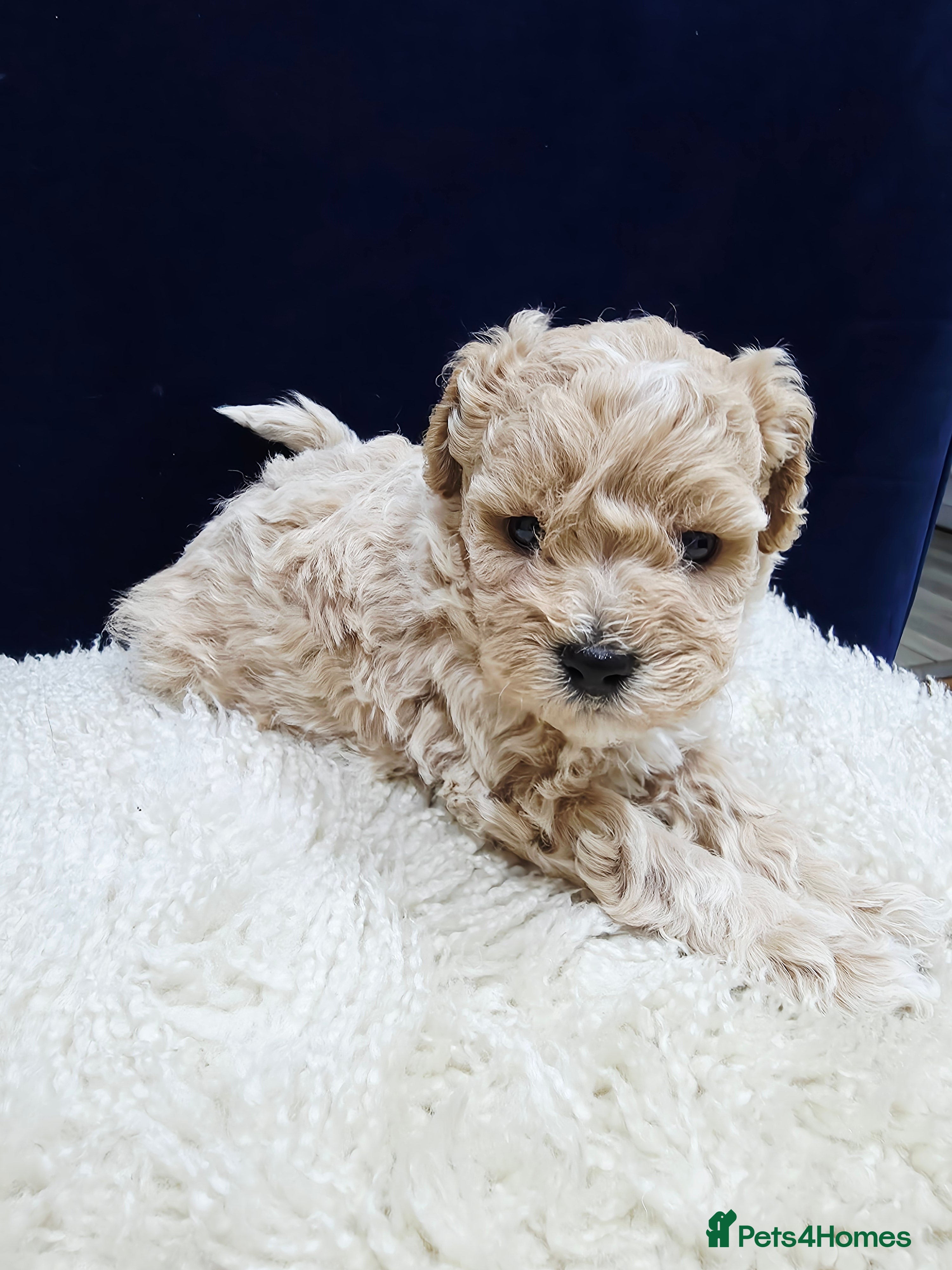 Maltipoo dogs F1B Maltipoo Puppies, Toy Size, Hypoallergenic, - Advert 1