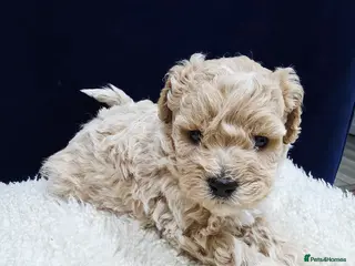 Maltipoo dogs F1B Maltipoo Puppies, Toy Size, Hypoallergenic, - Advert 1