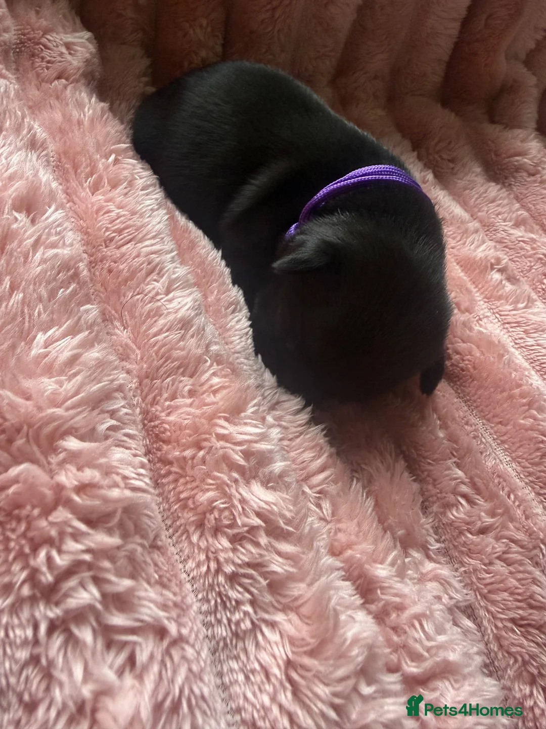 Staffordshire Bull Terrier dogs for sale: Beautiful black litter  in Warrington - Advert 1