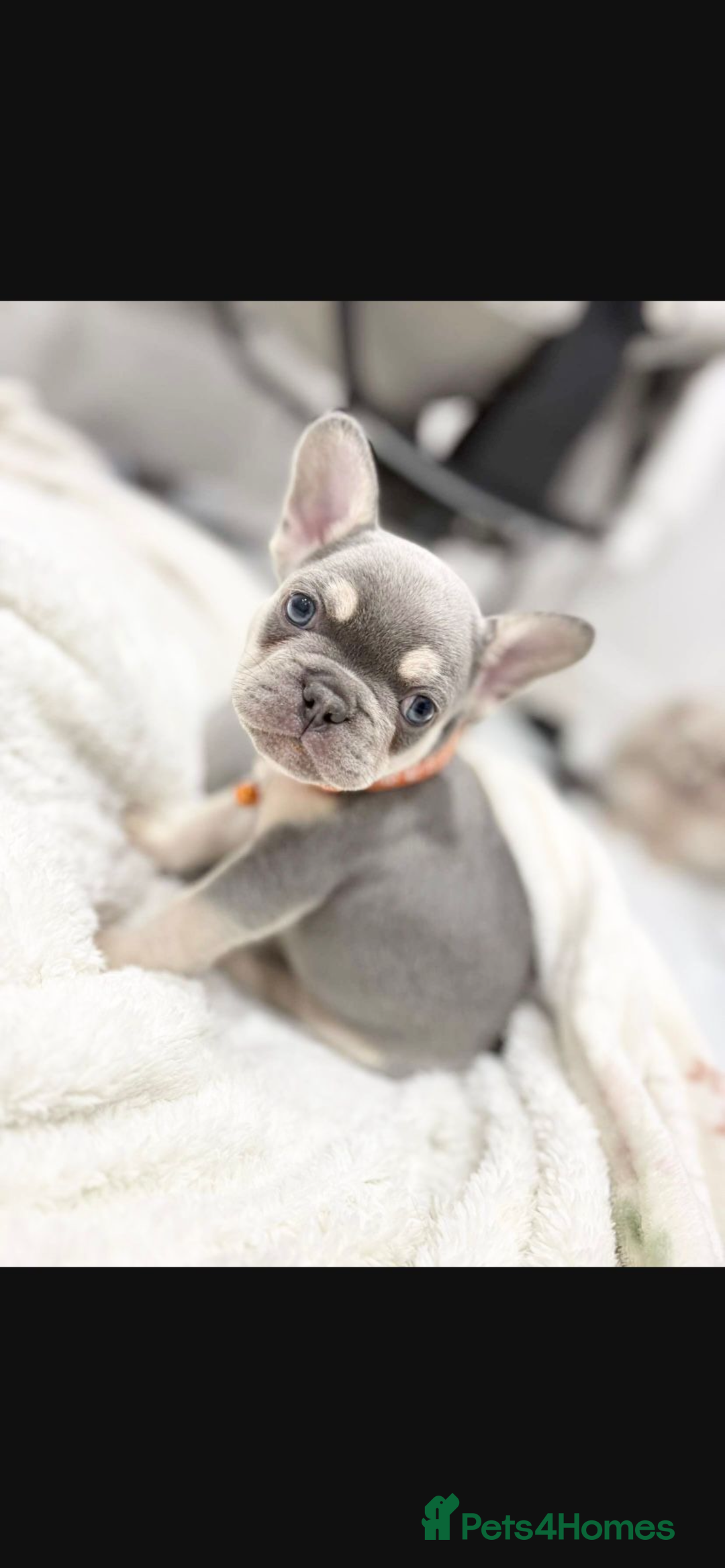 French Bulldog dogs for sale: French bulldog puppies  - Image 21