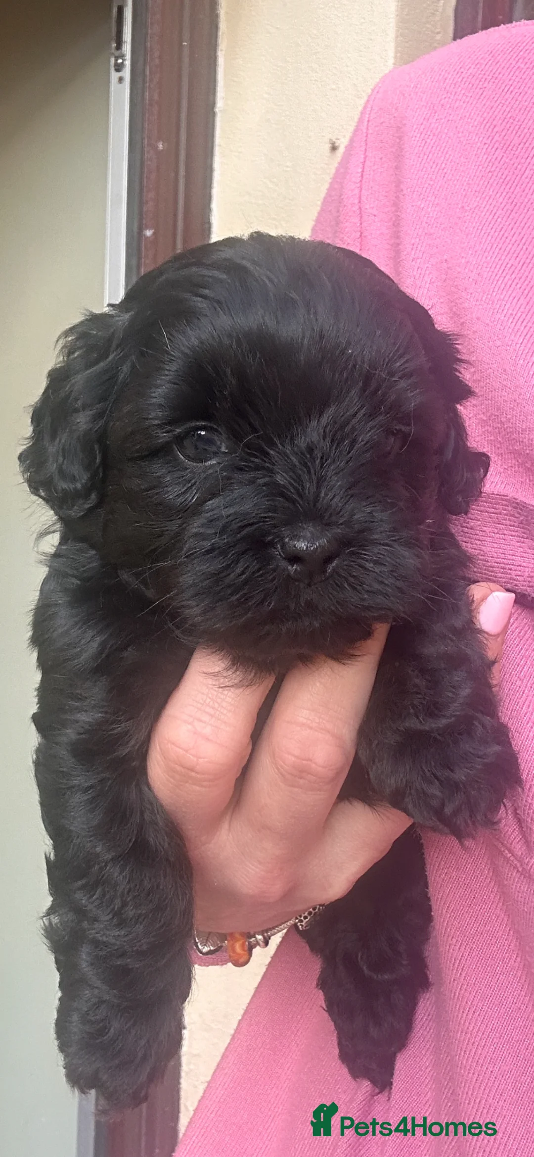 Mixed Breed dogs for sale: Shih poo poddle mix  - Advert 1