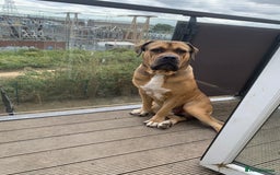 Boerboel dogs for stud: Boerboel stud - Image 1