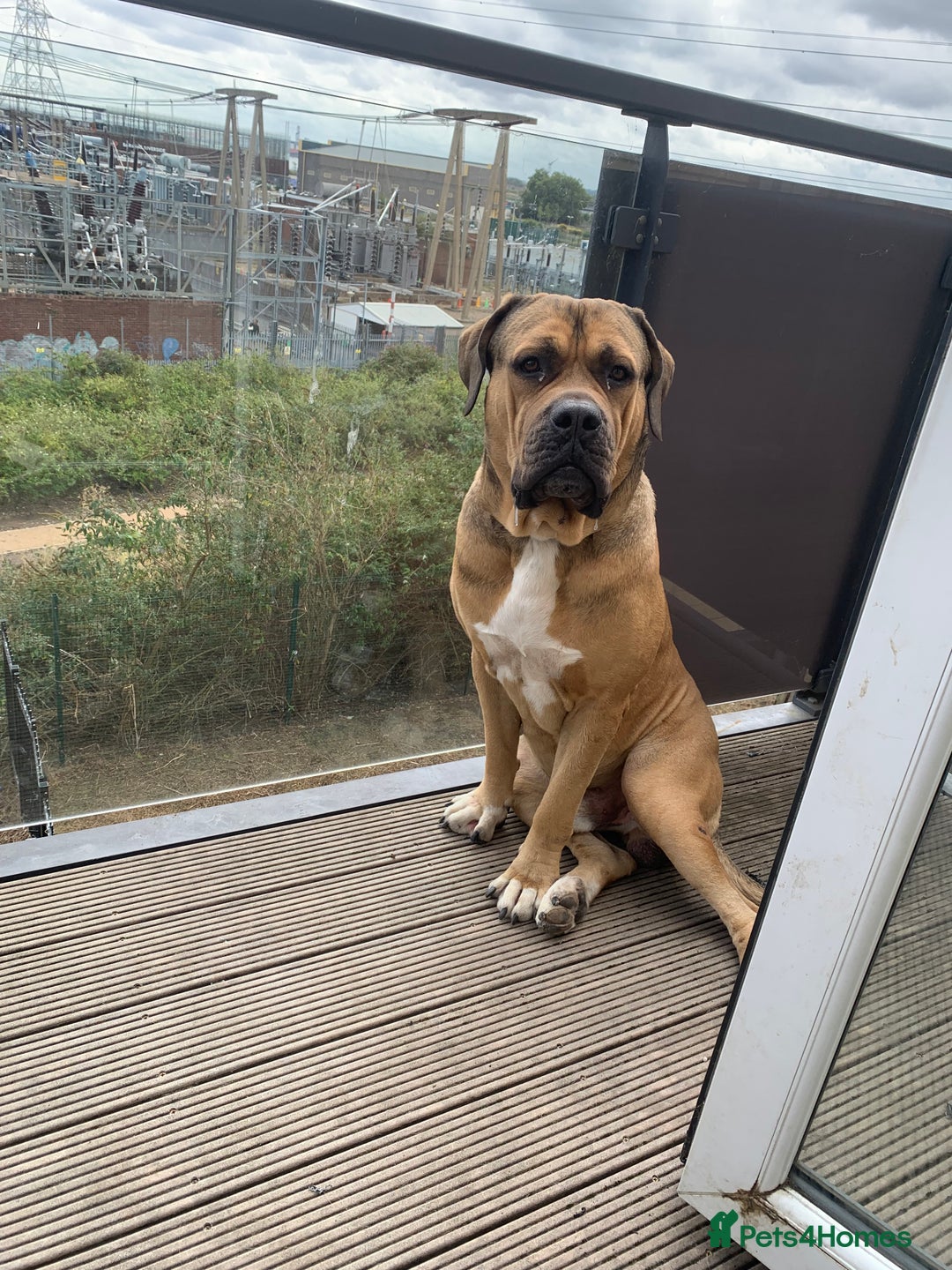 Boerboel dogs for stud: Boerboel stud - Image 1