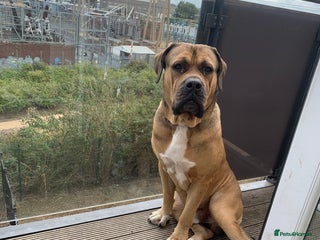 Boerboel dogs - Advert 1