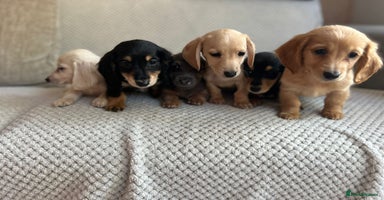 Miniature Dachshund dogs - Advert 5
