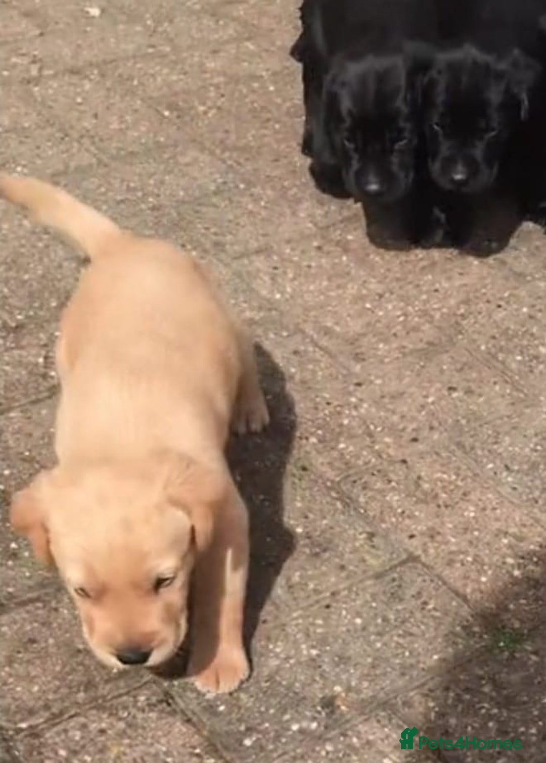 Labrador Retriever dogs for sale: Stunning Labrador puppies for sale - Advert 3