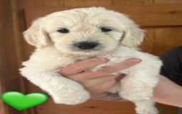 Mixed Breed dogs for sale: 8 Gorgeous Golden doodles  - Image 5