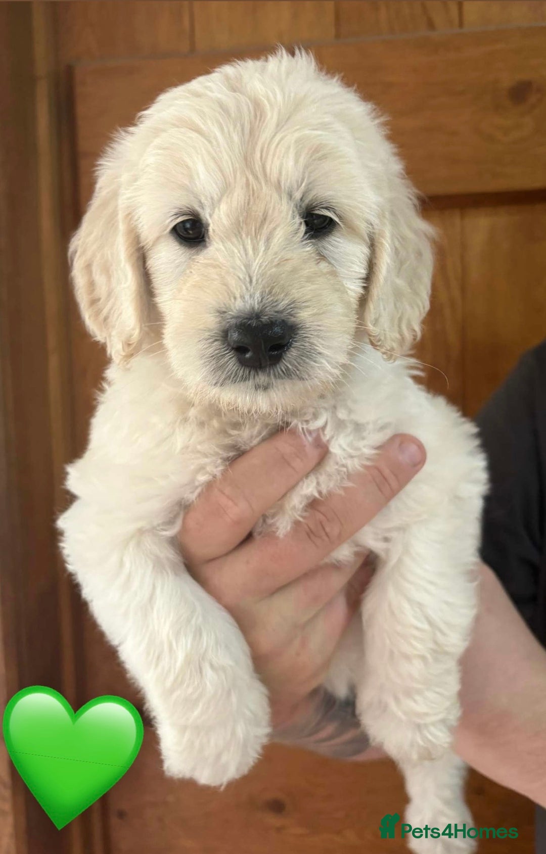 Mixed Breed dogs for sale: 8 Gorgeous Golden doodles  - Image 5