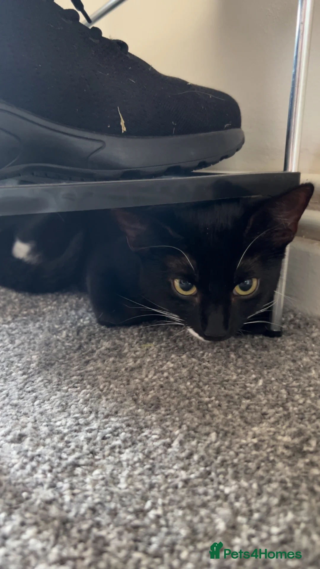 Domestic Shorthair cats for sale: Domestic shorthair in Barking - Advert 1