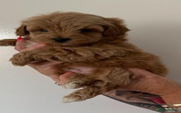 Maltipoo dogs for sale: Maltipoo in Brentwood - Image 7