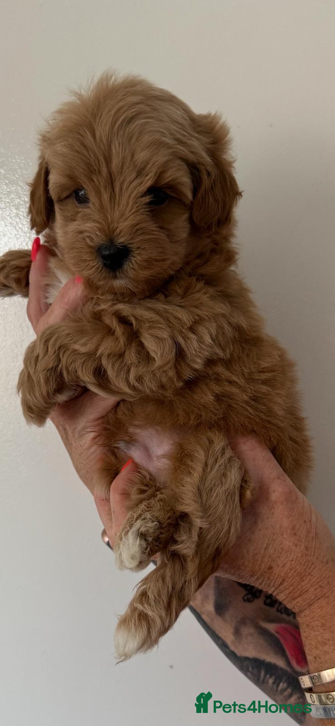 Maltipoo dogs for sale: Maltipoo in Brentwood - Image 7