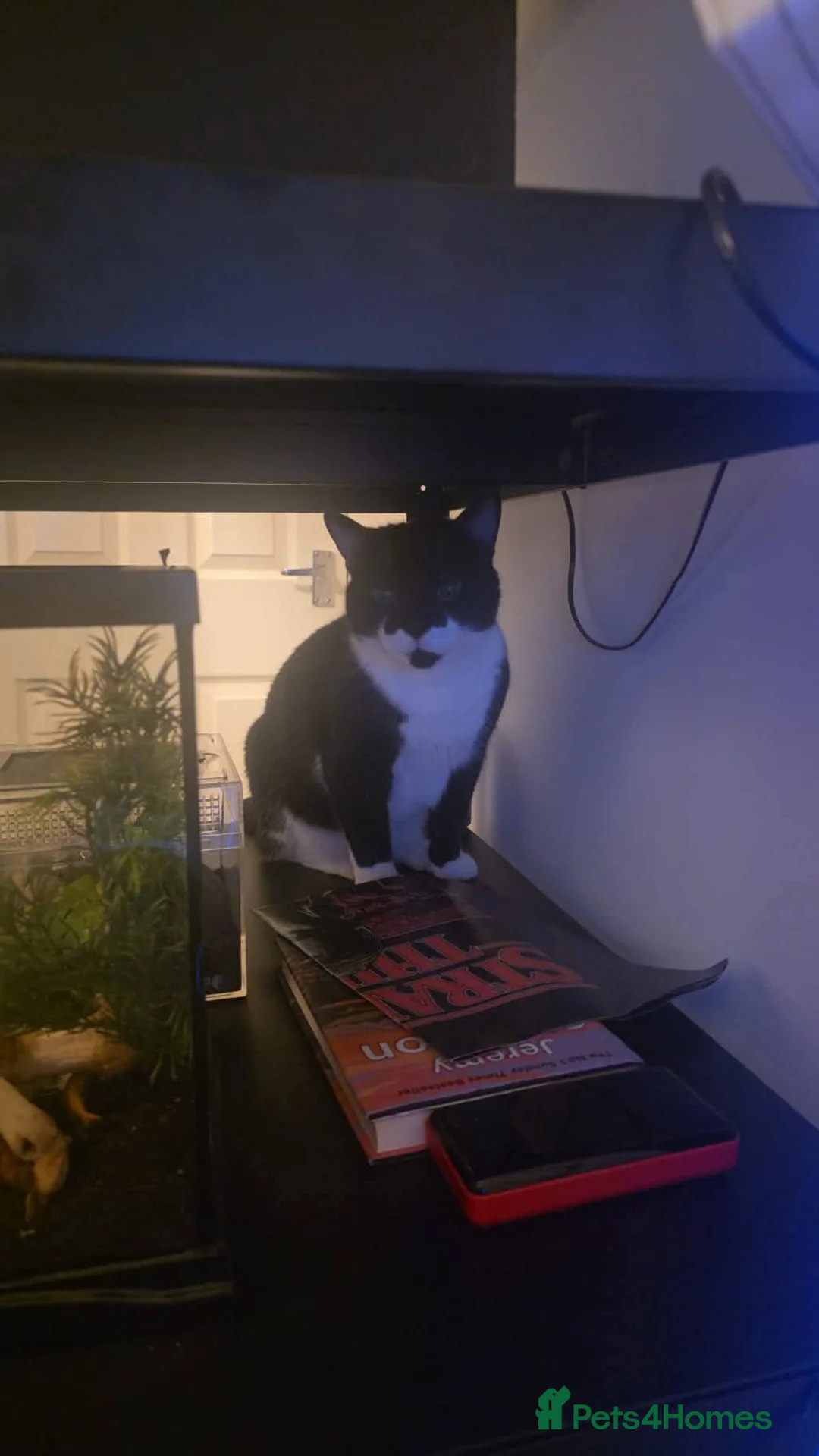 British Shorthair cats for sale: 7 year old male tuxedo cat - Advert 2