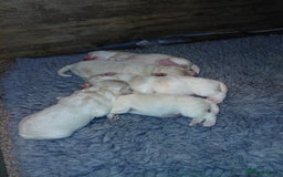 Maltipoo dogs for sale: F1 tiny adorable maltipoo  - Image 3