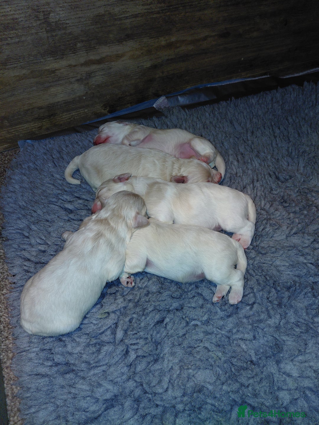 Maltipoo dogs for sale: F1 tiny adorable maltipoo  - Image 3