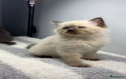 Ragdoll cats for sale: 💙Seal Point Ragdoll × Siberian Boy 💙 - Image 1