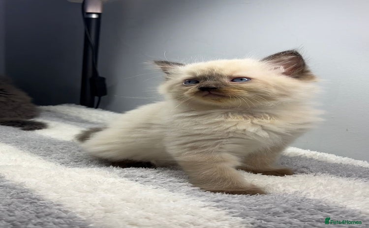 Ragdoll cats - Advert 9