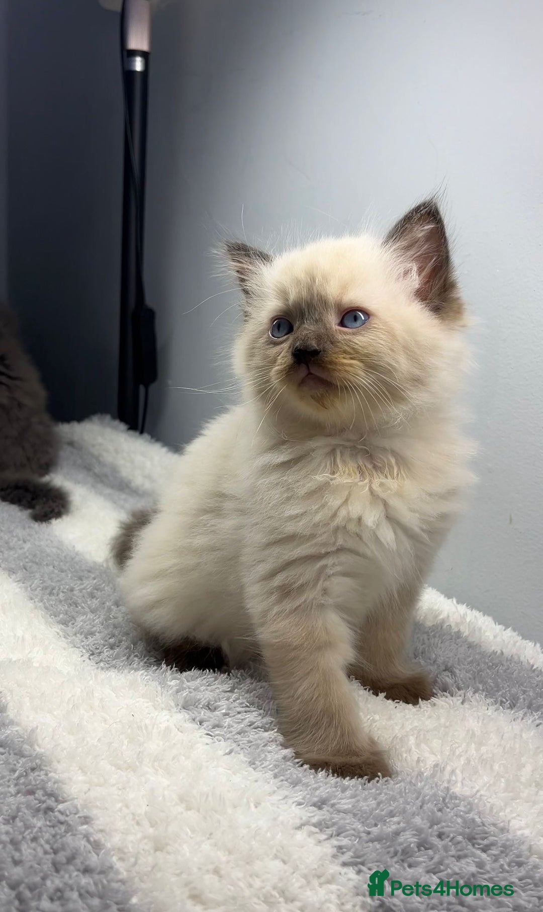 Ragdoll cats for sale: 💙Seal Point Ragdoll × Siberian Boy 💙 - Image 1