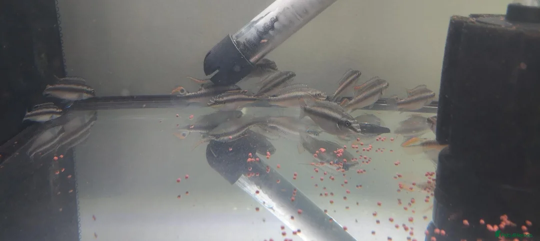 Cichlids fish for sale: Rainbow Kribensis Dwarf cichlid Tropical Fish - Advert 2