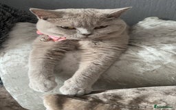 British Shorthair cats for sale: 2 year spayed British shorthair girl.  - Image 5