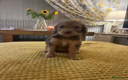Cockapoo dogs for sale: Cockapoo puppies  - Image 14
