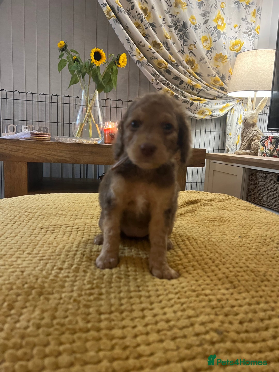 Cockapoo dogs for sale: Cockapoo puppies  - Image 14