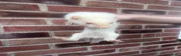 Ferret rodents for sale: Hob Ferrets - Advert 2