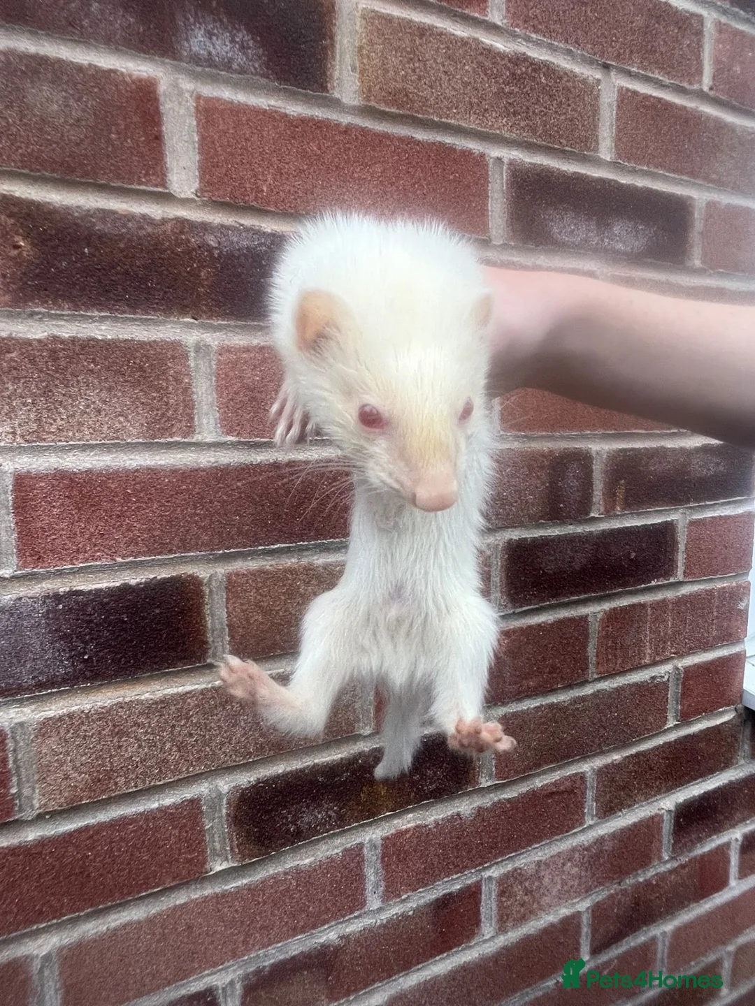 Ferret rodents for sale: Hob Ferrets - Advert 2