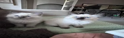 Ragdoll cats for sale: Ragkins Registered pedigree Ragdoll kittens  in Derby - Advert 9