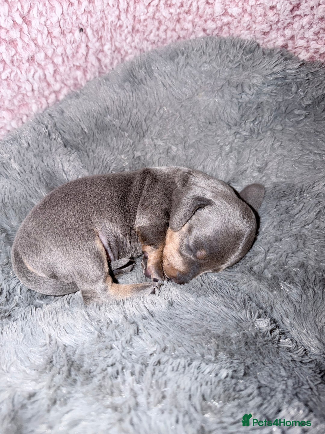 Miniature Dachshund dogs for sale: Stunning kc reg miniature dachshund puppies - Advert 12