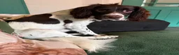 English Springer Spaniel dogs for sale: Springer spaniel in Grimsby - Advert 3