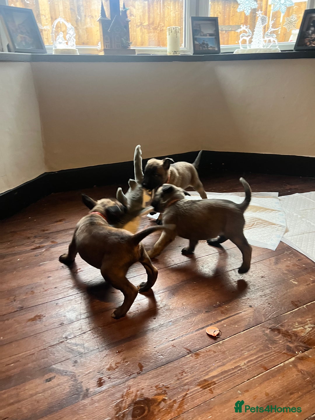 Mixed Breed dogs for sale: Belgium Shepherd mix breed - Advert 26