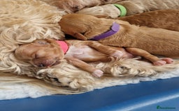 Cavapoo dogs for sale: 5* Beautiful cavapoo puppies 🐶 in Swansea - Image 16