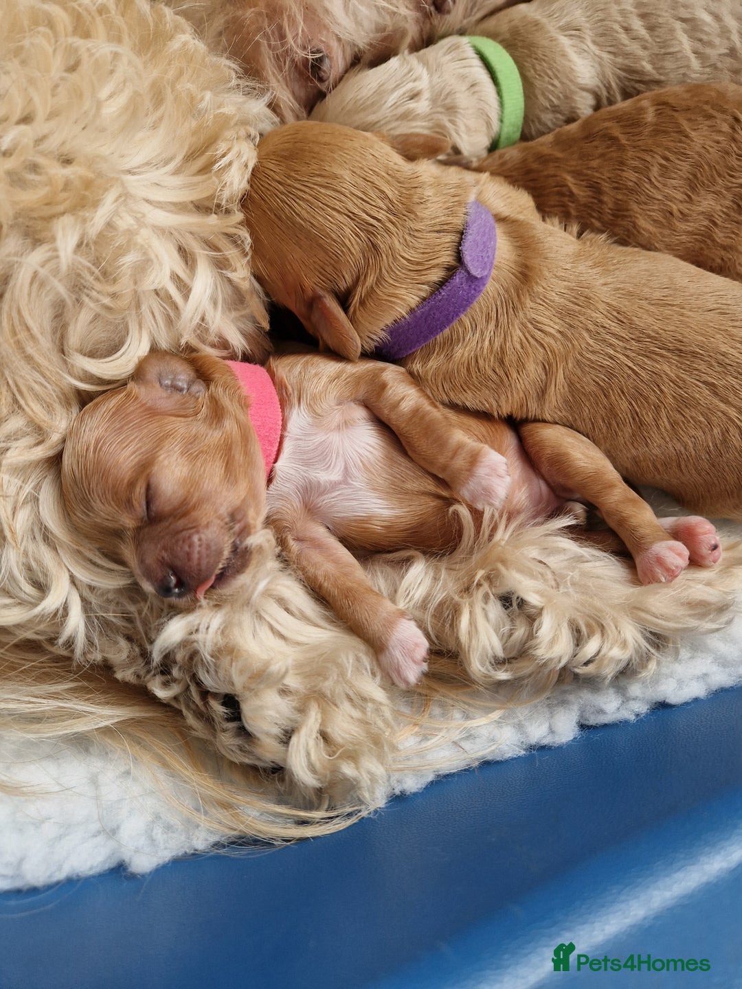 Cavapoo dogs for sale: 5* Beautiful cavapoo puppies 🐶 in Swansea - Image 16