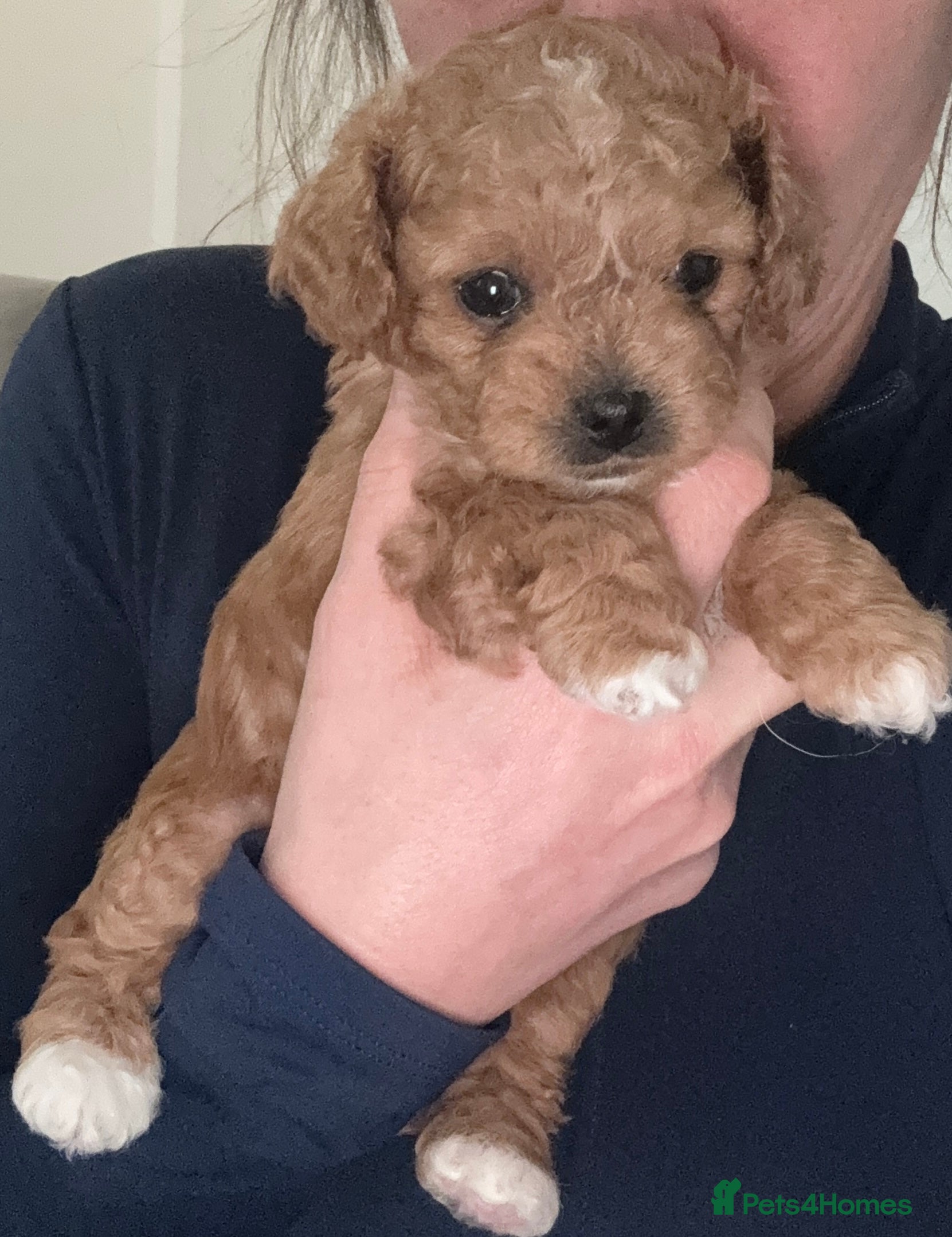 Cavapoochon dogs Premium teddy toy Cavapoochons for sale  - Advert 3