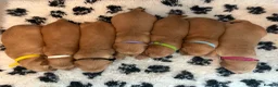 Golden Retriever dogs for sale: Gorgeous red golden retriever puppies  - Advert 4