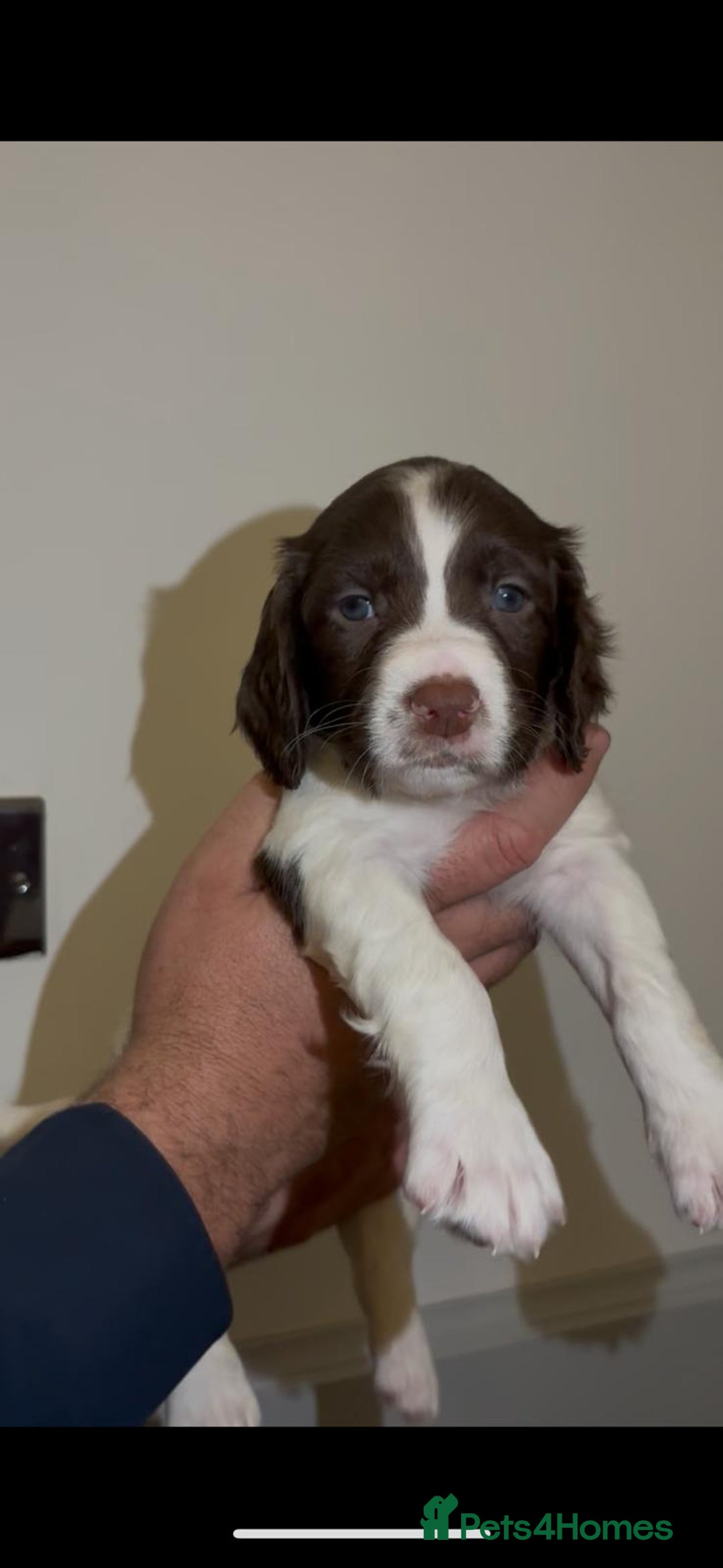 English Springer Spaniel dogs for sale: 🔥Seriously well bred springer spaniel pups - Advert 8