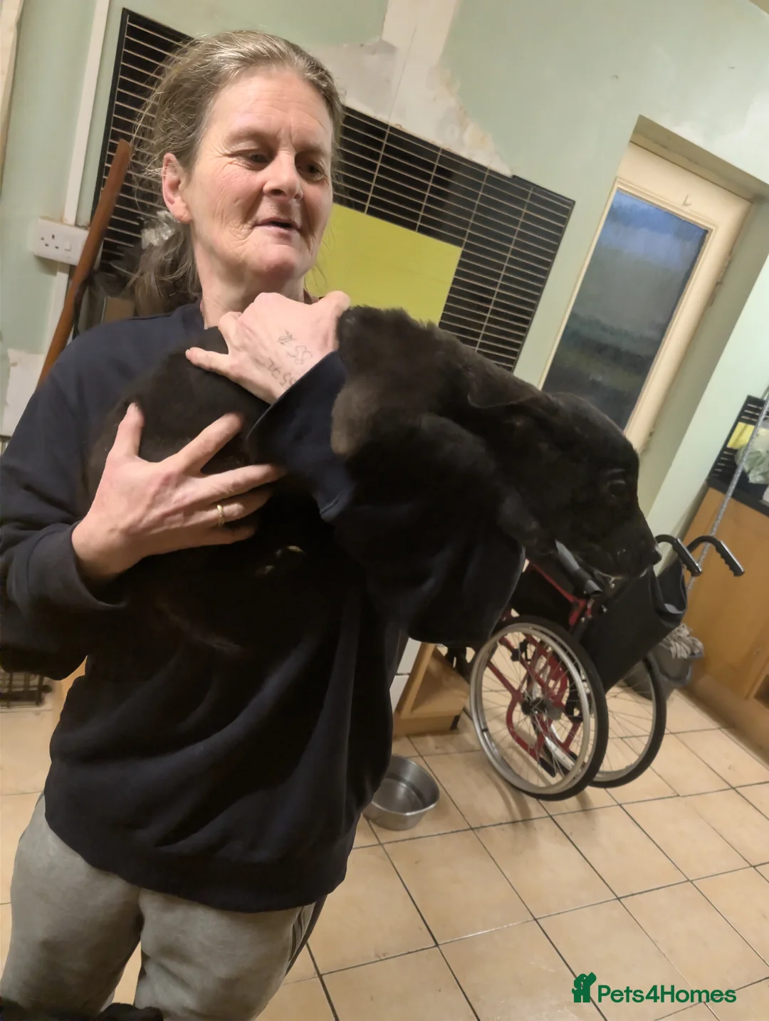 Mixed Breed dogs for sale: Cane corso x German shepherd pups  - Advert 7