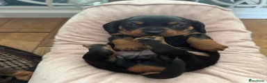 Miniature Dachshund Puppy 2