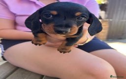 Dachshund dogs for sale: Miniature smooth haired black/tan puppies - Image 3