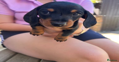 Dachshund dogs - Advert 15
