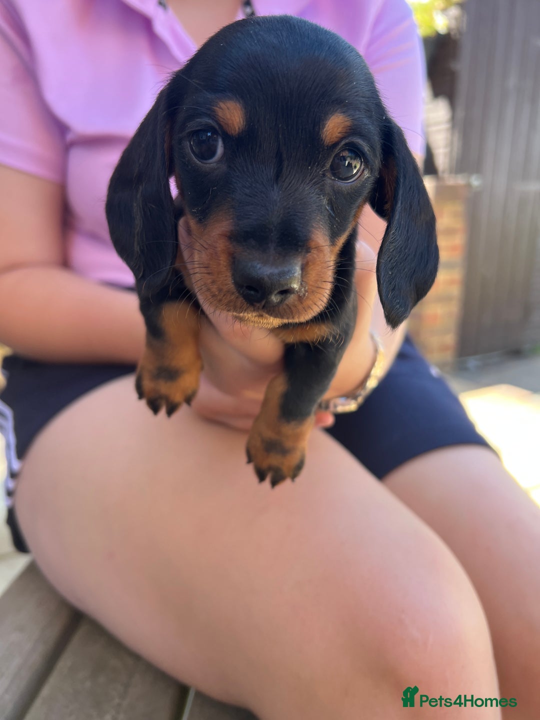 Dachshund dogs for sale: Miniature smooth haired black/tan puppies - Image 3