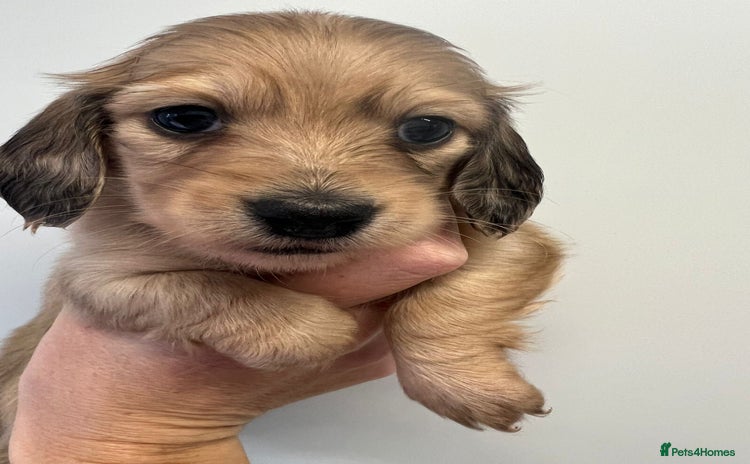 Miniature Dachshund dogs - Advert 11