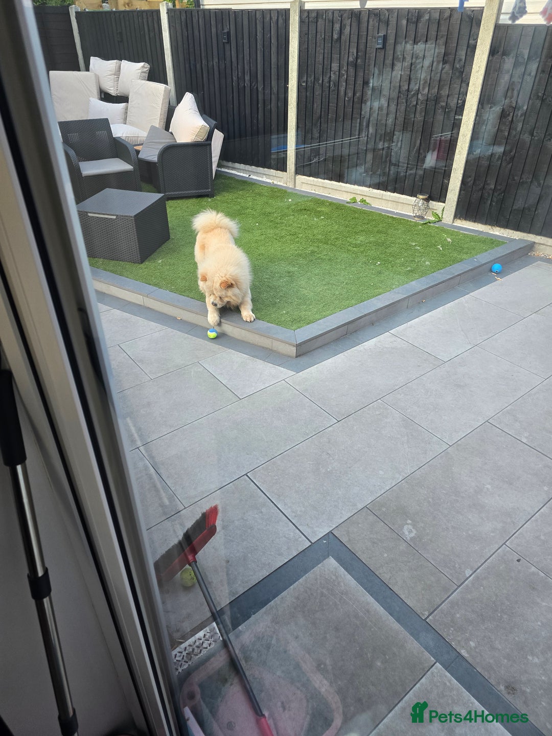 Chow Chow dogs for sale: Bear the chow chow - Image 10